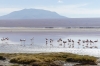 Flamingoes. Laguna Colorada BO