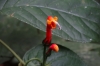 Cheeky red flower. Cascada Escondida (Waterfall Trail)
