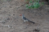 Hornbill, Chobe National Park, Botswana