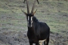 Sable Antelope, a rare sight, Chobe National Park, Botswana