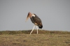 Malibou Stork, Chobe National Park, Botswana