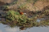Jesus bird, can walk on water, Chobe National Park, Botswana