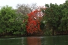 Red tree on the Chobe River, Botswana