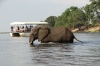 Elephant eats then crosses the river, Chobe National Park, Botswana