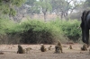 Elephants and Baboons, Chobe National Park, Botswana