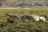 Large Crocodile, Chobe National Park, Botswana