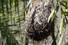 Weaver's Nest at Water Lily Lodge, Kasane, Botswana