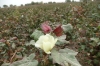 Cotton is Uzbekistan's primary produce
