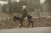 Man on donkey, Giza EG