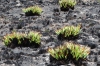Burnt grasses recovering, Table Mountain, Cape Town, South Africa
