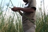 Our guide Hidden show how papyrus is used by African men and women, Kwando River, Namibia/Botswana