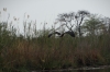Fish Eagle misses the fish, Kwando River, Namibia/Botswana