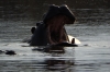 Hippopotami on the Kwando River, Namibia/Botswana