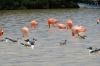 Flamingoes on Ria Celestun