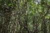 Mangrove swamp on Ria Celestun