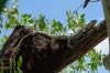 Iguana and termite nest, Ria Celestun