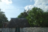 Old Maya houses on the road from Celestun