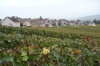Vines in the area of Oeuilly, Champagne district
