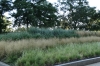 Grasses in the Millenium Gardens, Chicago