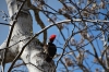 Woodpecker. Chichen Itza
