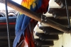 Red Macaw, permenant resident of the Mayan Inn, Chichicastenango GT