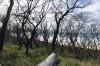 Bushfire damage at Cape Conran VIC