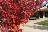 Aida loved the autumn leaves. These outside the Shire Offices in Yackandandah VIC
