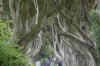 The Dark Hedges (ref Game of Thrones, beech trees originally planted in 1775), near Ballycastle NI