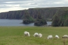 Sheep at Duncansby Head, John O' Groats. Caithness, GB-SCO