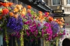 Flowers adorn many buildings. So pretty. A walk down the Royal Mile, Edinburgh GB-SCO