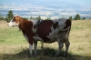 Swiss cow, near Lac de Joux CH