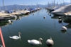 Swans. Lac Leman, Lausanne CH