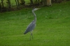 Grey crane on the Bure River, Norfolk UK