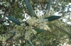 Olives were in full flower in Crete GR