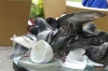 Eating frenzy - pigeons attack a cake in Līvu Square, Rīga LV