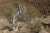 Albino Tree, Brandberg Mountain, Namibia