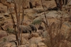 Desert Elephant, Brandberg Mountain, Namibia