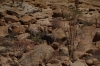 Desert Elephants, Brandberg Mountain, Namibia