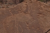 Animated ostrich, showing him bending his head for water. Rock Art (pertoglyphs) at Twyfelfontein, Namibia