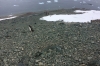 Penguins on Danco Island, Erroera Channel, Antarctica