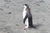 Chinstrap Penguin. Barrientos Island in the Aitcho Archipelago, South Shetland Islands, Antarctica