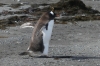 Gentoo Penguin, Barrientos Island in the Aitcho Archipelago, South Shetland Islands, Antarctica