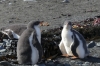 Gentoo Penguin chicks, Barrientos Island in the Aitcho Archipelago, South Shetland Islands, Antarctica