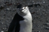 Chinstrap Penguin. Barrientos Island in the Aitcho Archipelago, South Shetland Islands, Antarctica