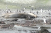 Elephant seals moulting. Barrientos Island in the Aitcho Archipelago, South Shetland Islands, Antarctica