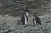 Penguins from Danco Island in the Errera Channel, Antarctica