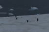 Penguin Highway from Danco Island in the Errera Channel, Antarctica