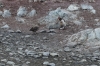 The little penguin and the Skuas, George's Point, Antarctica