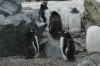 Moulting penguins at George's Point, Antarctica