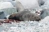 Moulting seals. George's Point, Antarctica